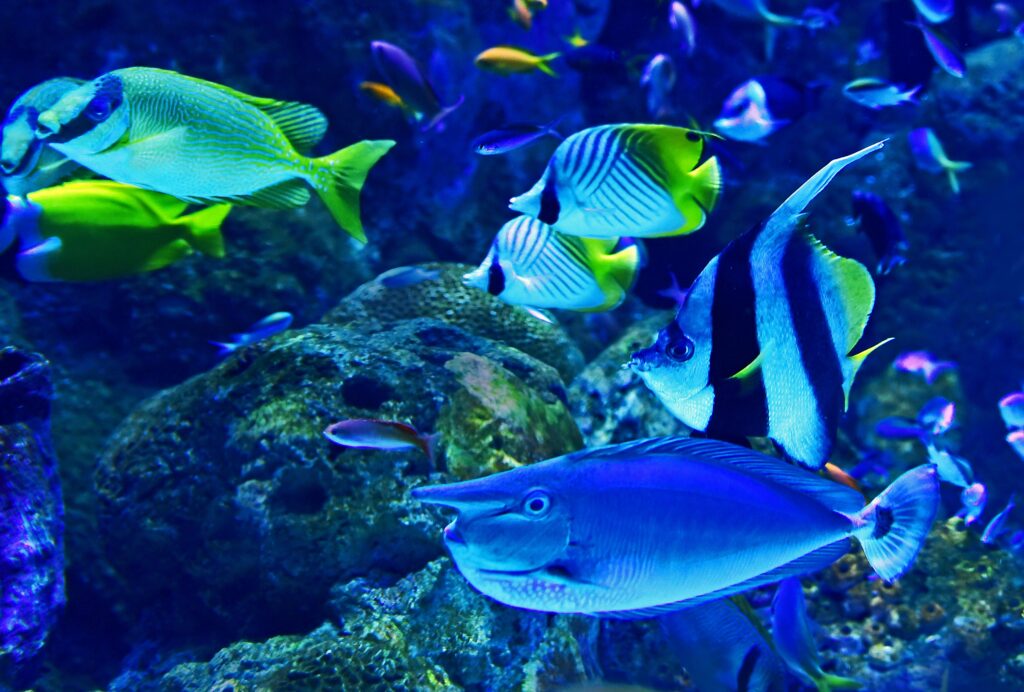 Dive into Tranquility: 7 Unexpected Spots to Transform with an Aquarium