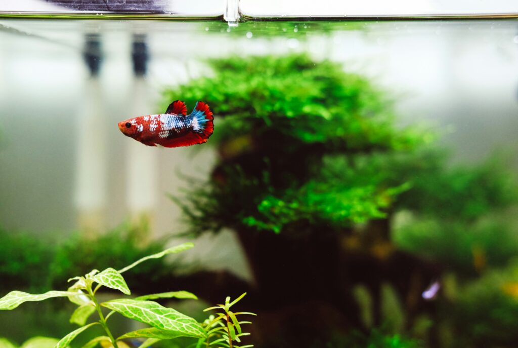 Navigating the Murky Waters of New Tank Syndrome: Ensuring a Thriving Aquatic Paradise