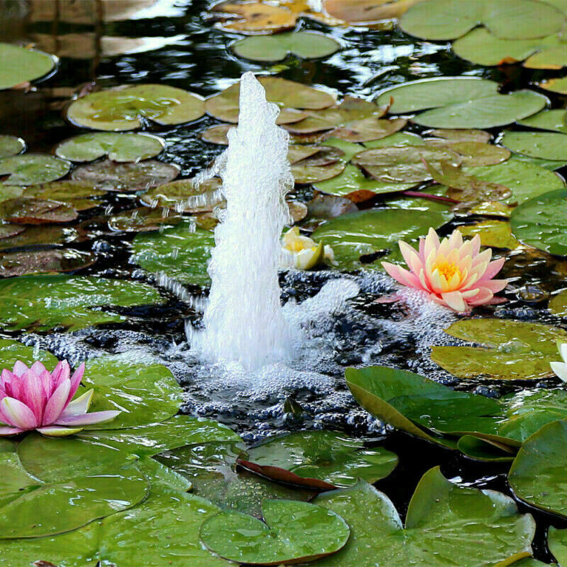 2490bd15-64a2-47ff-8fa1-b5c0e97e0376-1.jpg - Matthews Aquatic Paradise Ltd | Award-Winning Aquatic Services