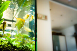 Orange fish swimming among green aquatic plants inside a glass aquarium, with a softly blurred indoor background behind the tank.