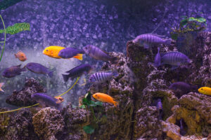 Colorful tropical aquarium with purple and orange fish swimming among rocks and plants.