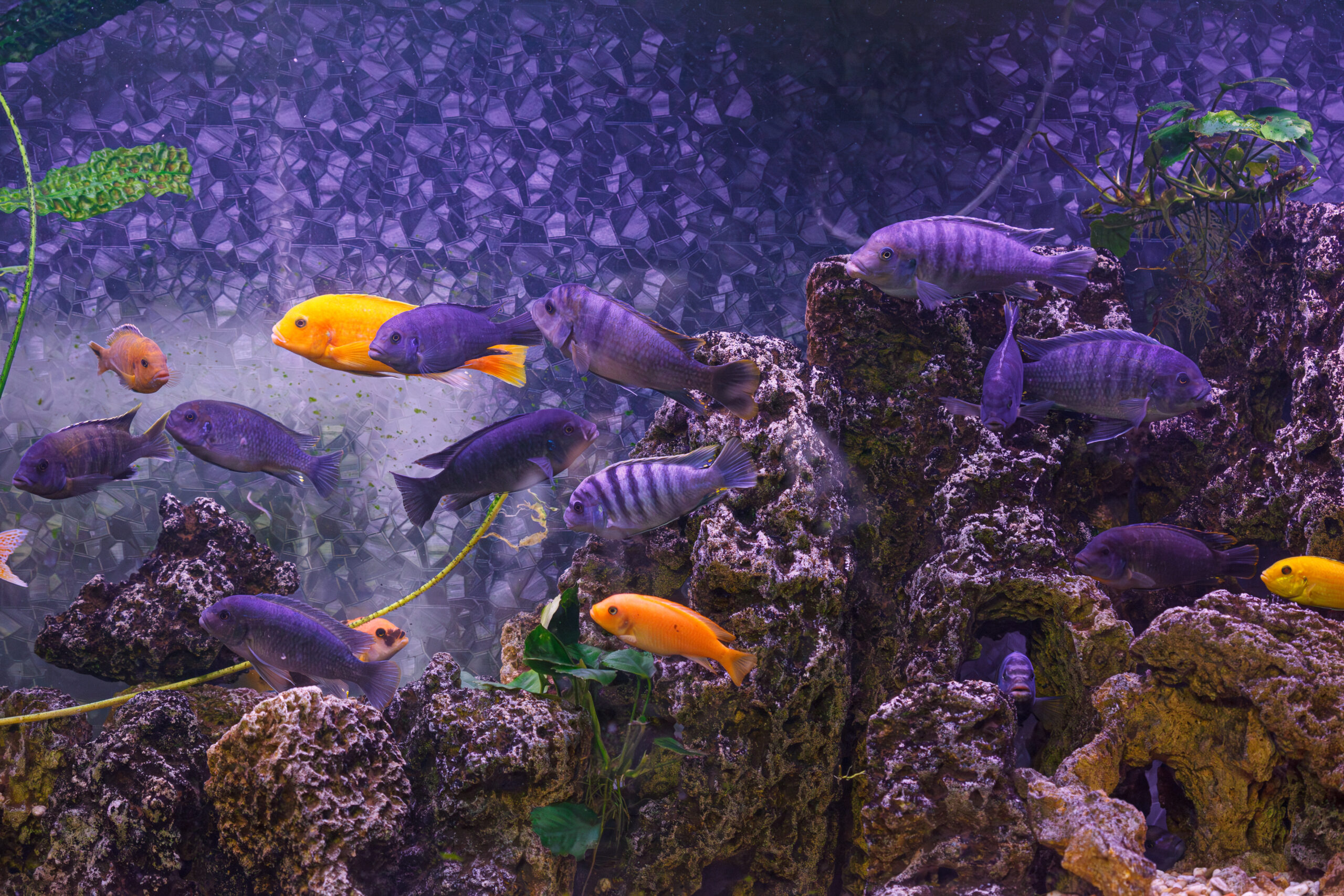 Colorful tropical aquarium with purple and orange fish swimming among rocks and plants.