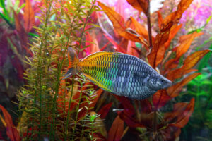 Vibrant tropical fish with iridescent green-blue scales and orange fins swimming among bright red-orange aquatic plants.