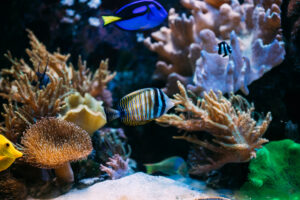 Colorful coral reef with a blue-and-yellow striped tropical fish swimming among orange coral.
