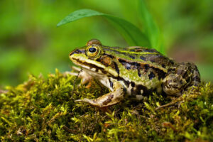 Close-up of a brown-green frog on moss, showing a gold-ringed eye and camouflaged skin patterns.