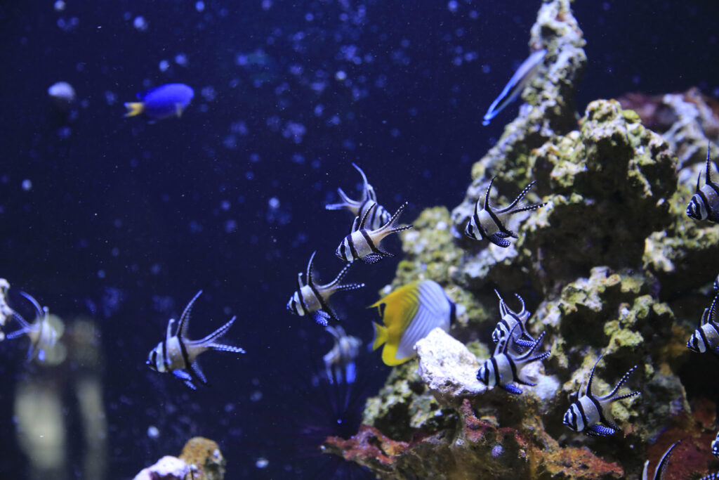 School of striped black-and-white fish swimming near a rocky coral reef in a blue aquarium.
