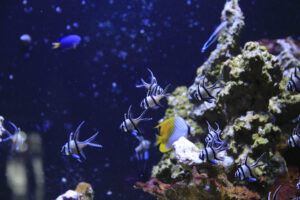 School of striped black-and-white fish swimming near a rocky coral reef in a blue aquarium.