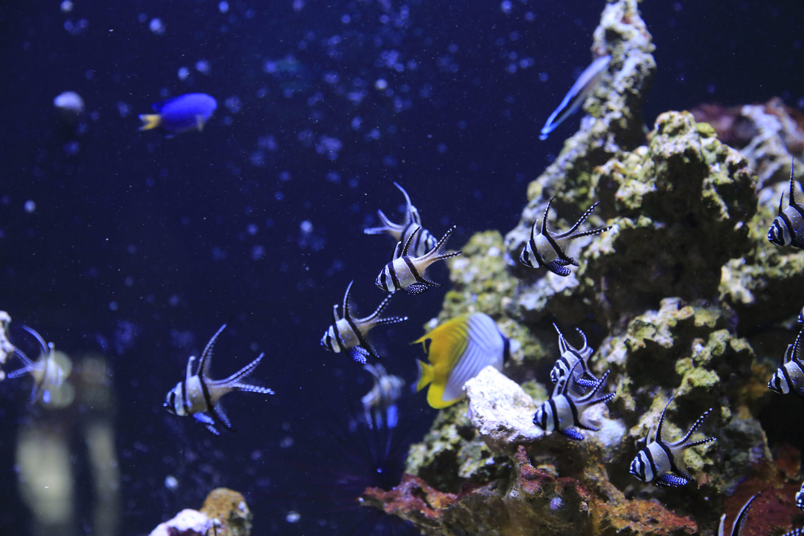 School of striped black-and-white fish swimming near a rocky coral reef in a blue aquarium.