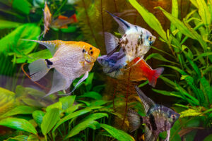 Two angelfish swim among bright green aquarium plants, showcasing silver bodies with black patterns.