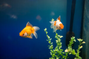 Two orange and white goldfish swimming among green aquatic plants in a blue aquarium.