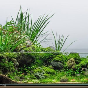 Starter Above & Below Water Aquascape