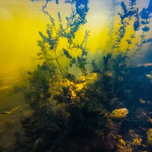 Biotope Aquascape — From £350