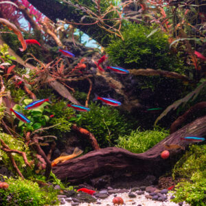 Nature Aquarium — From £300
