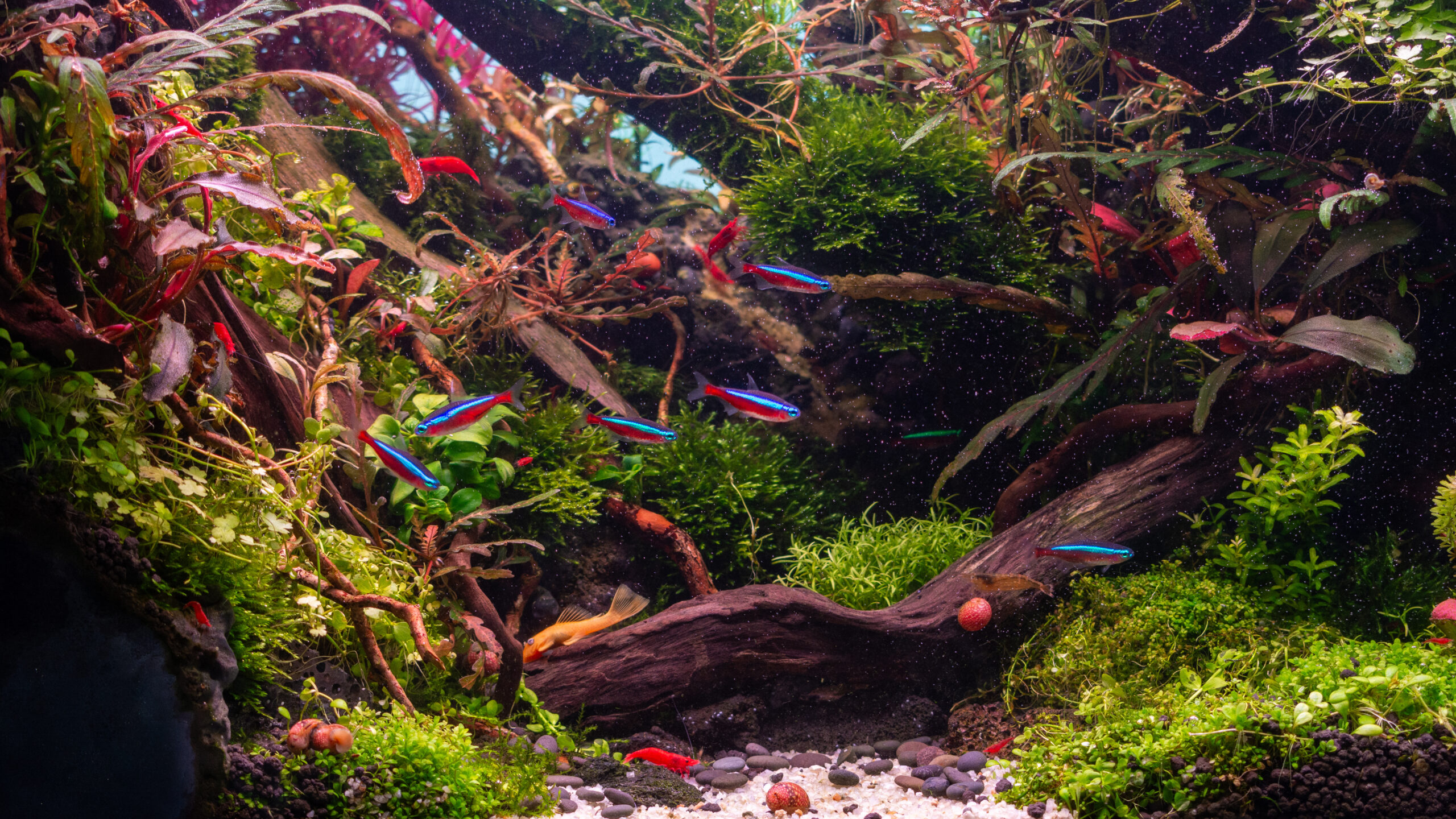 Beautiful planted aquarium with colorful aquatic plants driftwood moss and neon tetra fish in a natural aquascape - Matthews Aquatic Paradise Ltd | Award-Winning Aquascapes & Aquariums UK