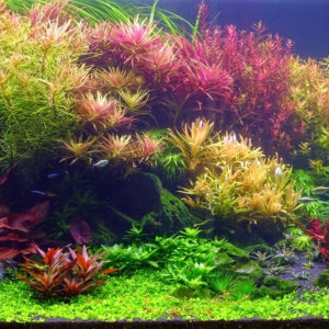 Dutch Style Aquascape — From £400