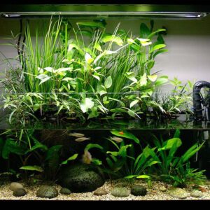 Advanced Above & Below Water Aquascape