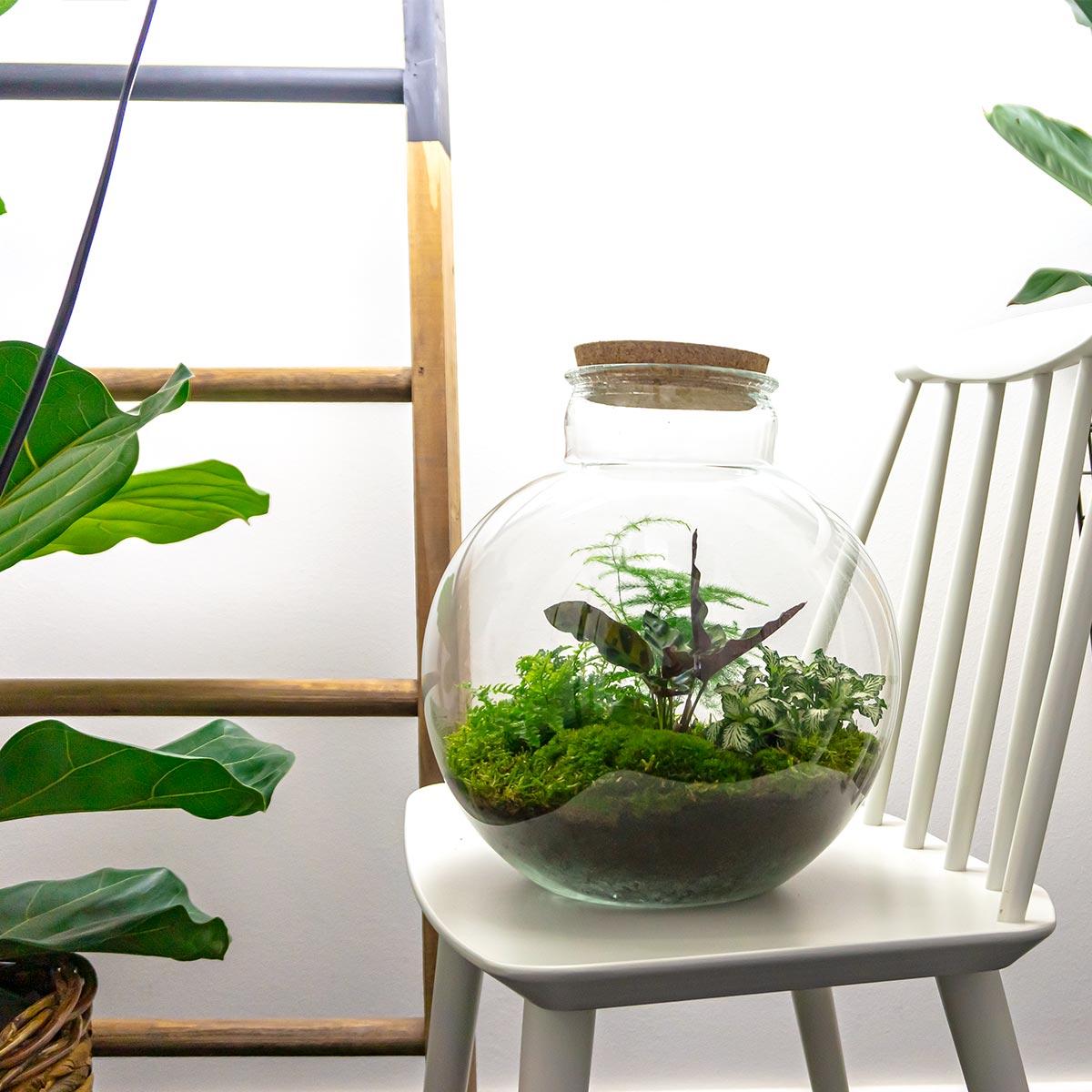 DIY-Terrarium_-_Bolder_Bob_-_30_cm_-_Mit_LED-Licht2jpg - Matthews Aquatic Paradise Ltd | Award-Winning Aquascapes & Aquariums UK