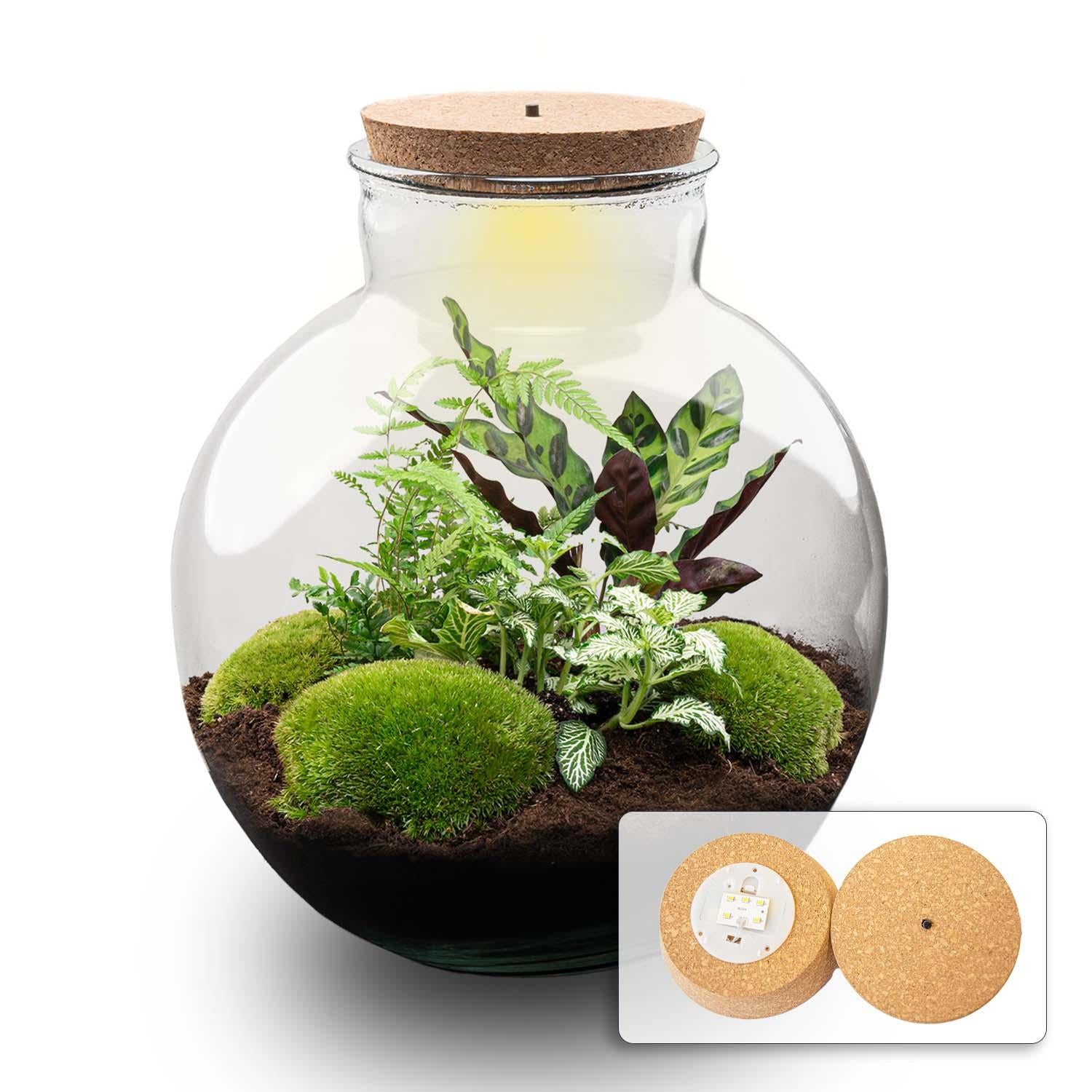 DIY-Terrarium_-_Bolder_Bob_-_30_cm_-_Mit_LED-Licht_e005e996-bb00-4b2a-9503-c60c2131b83ajpg - Matthews Aquatic Paradise Ltd | Award-Winning Aquascapes & Aquariums UK