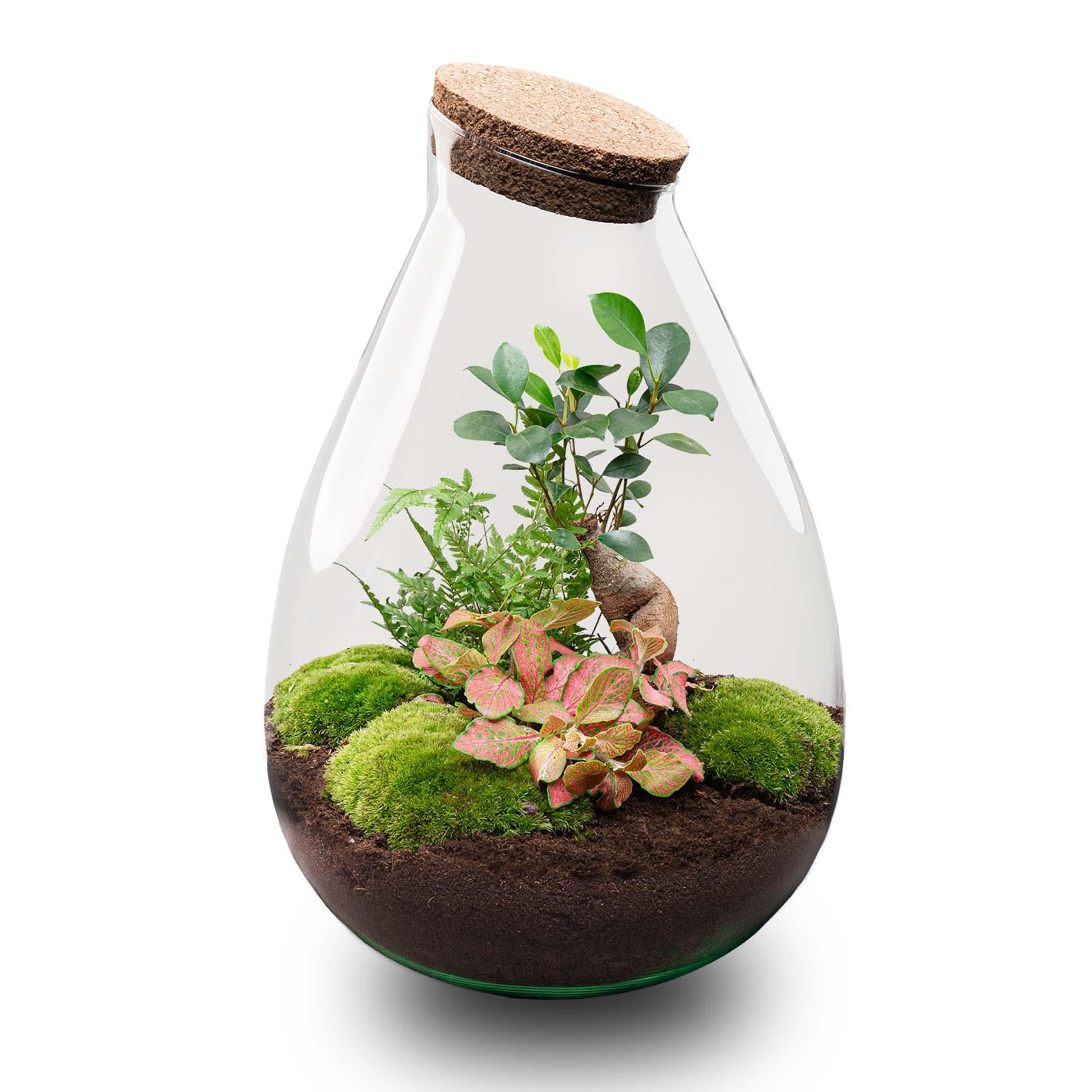 DIY-Terrarium_Drop_XL_37_cm-1jpg - Matthews Aquatic Paradise Ltd | Award-Winning Aquascapes & Aquariums UK