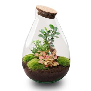 Flaschengarten DIY Bausatz - Terrarium – Drop XL – ↕ 37 cm