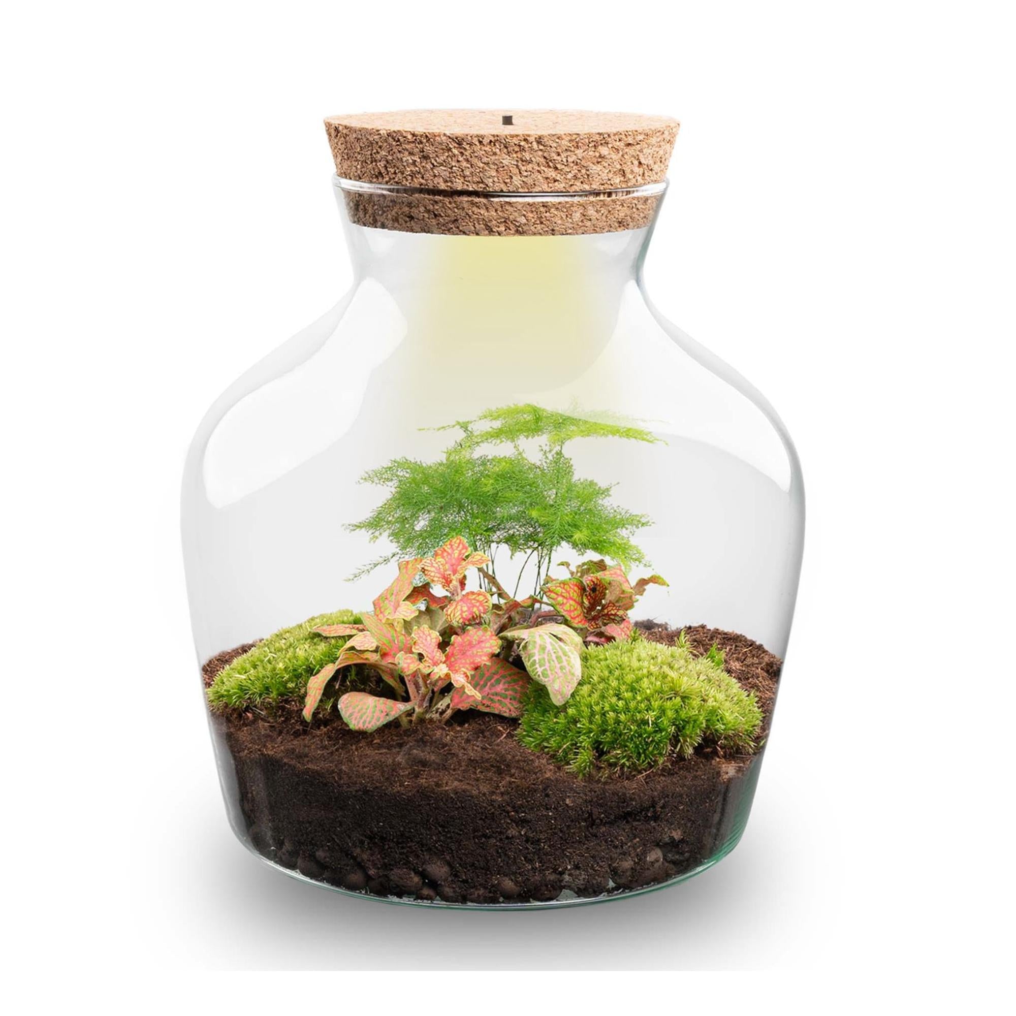 DIY-Terrarium_Little_Joe_21_5_cmjpg - Matthews Aquatic Paradise Ltd | Award-Winning Aquascapes & Aquariums UK