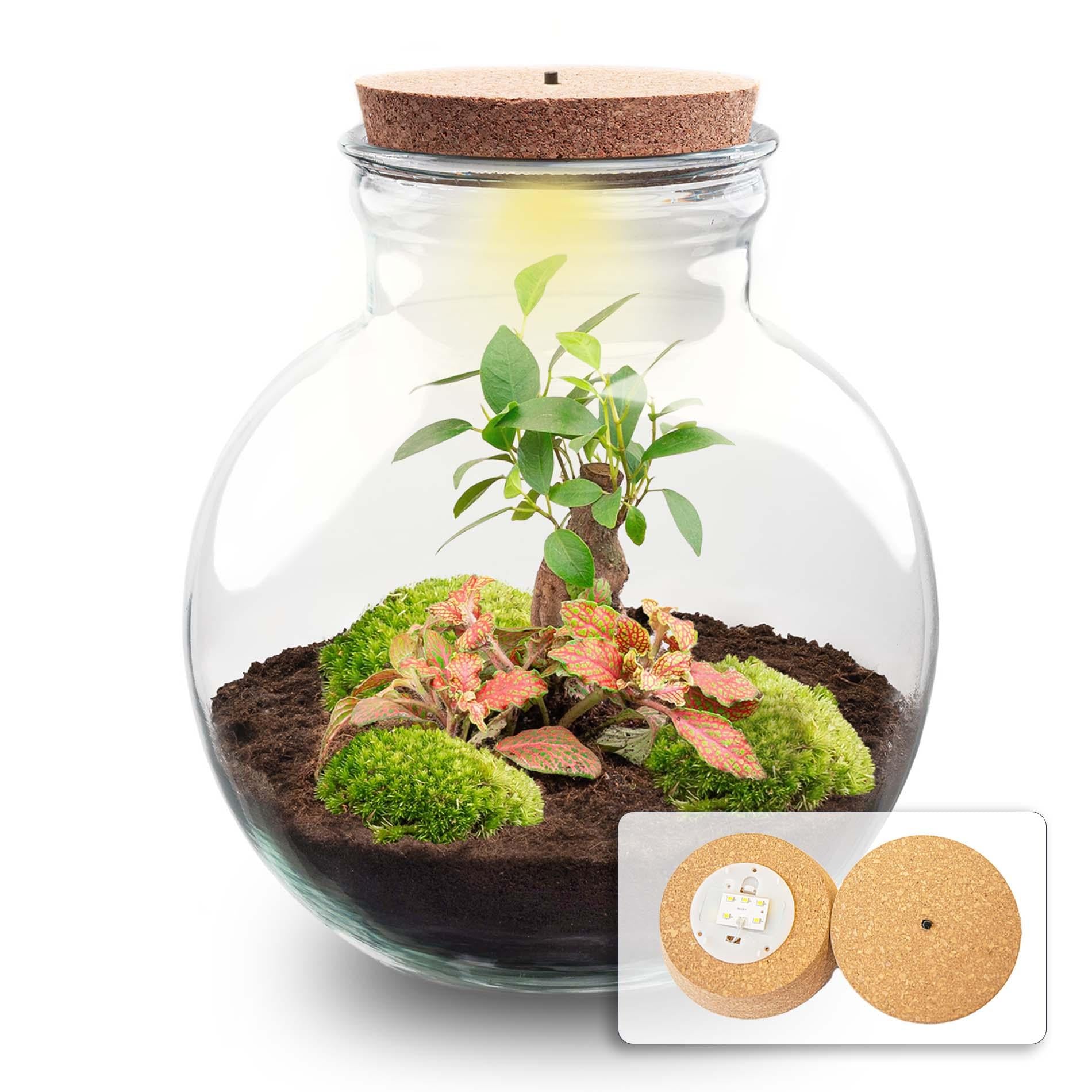 DIY-Terrarium_Teddy-Bonsai_26_5_cm_Mit_LED-Korken_4a6d6801-68fa-4f5e-beac-944f4b77b4f1jpg - Matthews Aquatic Paradise Ltd | Award-Winning Aquascapes & Aquariums UK