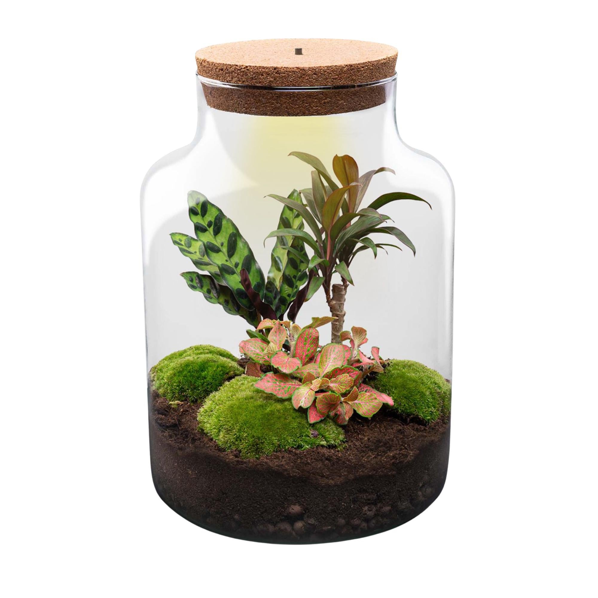 DIY_terrarium_-_Milky_-_30_cm-1jpg - Matthews Aquatic Paradise Ltd | Award-Winning Aquascapes & Aquariums UK