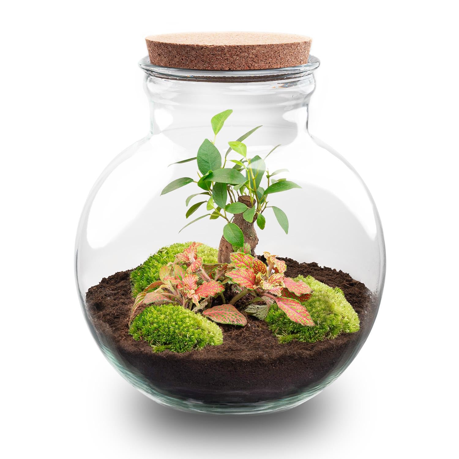 DIY_terrarium_-_Teddy_bonsai_-_26_5_cmjpg - Matthews Aquatic Paradise Ltd | Award-Winning Aquascapes & Aquariums UK
