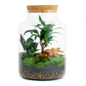 Flaschengarten DIY Bausatz – Terrarium Milky Palme – Ø21cm x 30cm – Selbstbewässerndes Mini – Ökosystem – Inklusive Anleitung