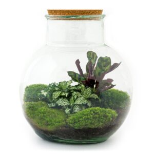 Flaschengarten Teddy – DIY Bausatz Terrarium – ↕26,5cm – Do It Yourself Pflanzen – Set im Glas mit Kork – Autarkes Mini – Ökosystem