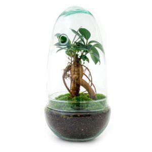 Flaschengarten Egg Bonsai – DIY Terrarium mit Ficus Ginseng – Mini – Biotop – Ø12cm x H25cm – Do – it – yourself