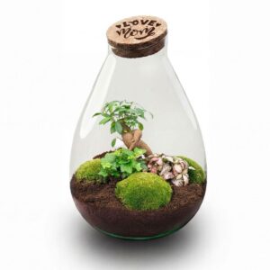 Flaschengarten DIY Set LOVE MOM Terrarium Drop XL Ø24cm Höhe 37cm Muttertagsgeschenk mit graviertem LED Kork pflegeleichts Pflanzenterrarium mit