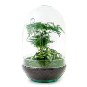 Flaschengarten Egg XL – DIY Bausatz Terrarium – ↕30cm – Do – It – Yourself Pflanzen – Set im Glas mit Korkdeckel – Autarkes Mini – Ökosystem