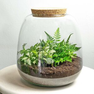 Flaschengarten Terrarium Emma Mini DIY Bausatz – Ø19cm x ↑20cm – Pflanzenterrarium mit Fittonia White Tiger & Farn – Nachhaltiger Mini