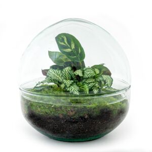DIY Flaschengarten Set – Dome Glas – Ø20cm x H20cm – Mini – Biotop mit Pflanzen & Moos – Selbstversorgendes Pflanzterrarium
